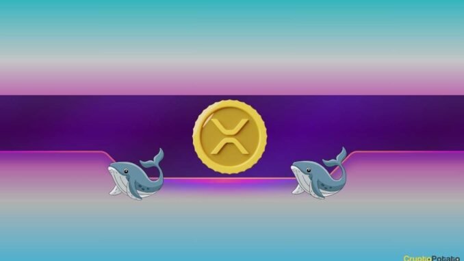 How Will Ripple (XRP) and Dogecoin (DOGE) Prices React as How Will Ripple (XRP) and Dogecoin (DOGE) Prices React as Whales Keep Buying?
