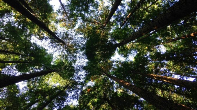 Sustainability is key in 2025 for businesses to advance AI Photo of green trees representing how considerations around sustainability is key for AI in 2025.