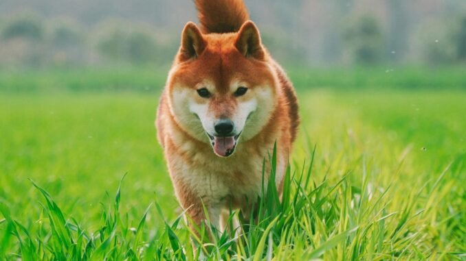 Here’s Why The Dogecoin And Shiba Inu Prices Have Been Dogecoin