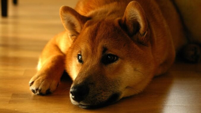 Shiba Inu