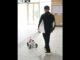 World's First! AI-Guide Dog Makes Debut on Shenzhen Metro