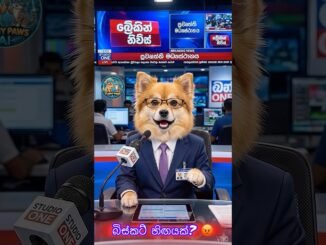 අද රෑ විශේෂ පුවත්! 🐾📺 | Funny AI Dog News Reporter #Shorts #FunnyPawsAI